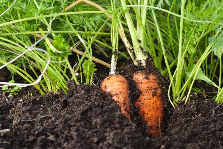 Carrots in ground