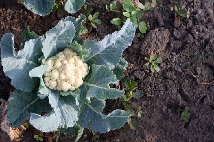 Cauliflower plant