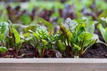 The Best Months to Be Starting a Veggie Garden from Seed