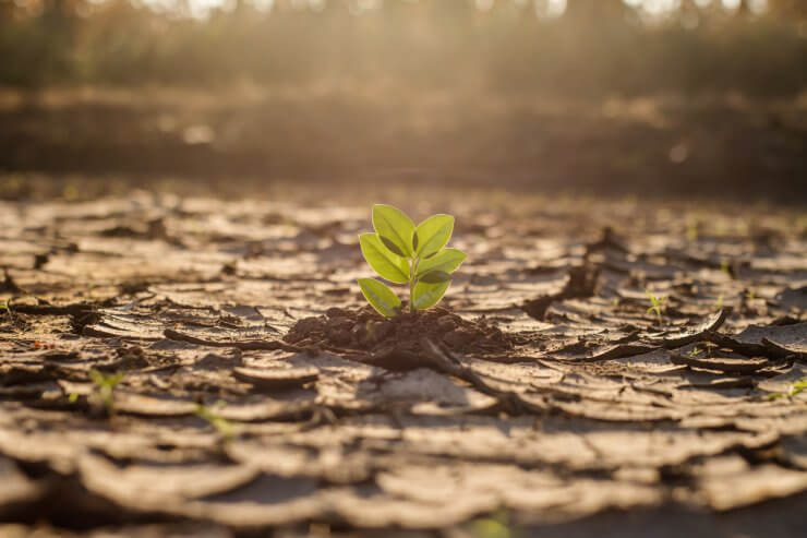 drought resistant vegetables