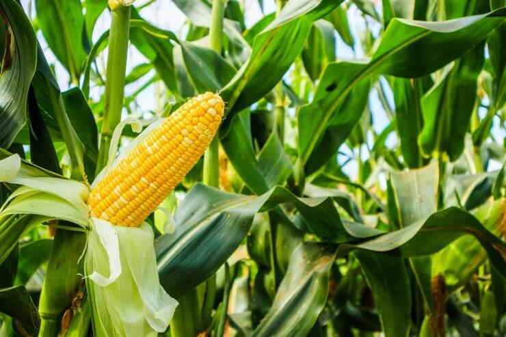 Corn on stalk