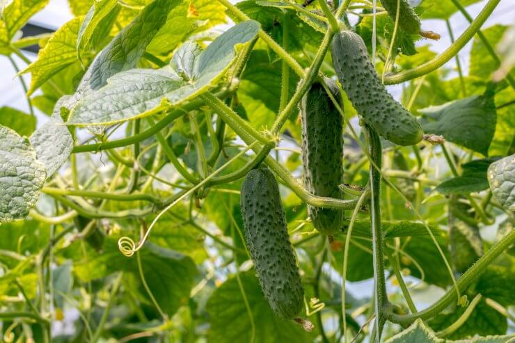 Cucumber on vine