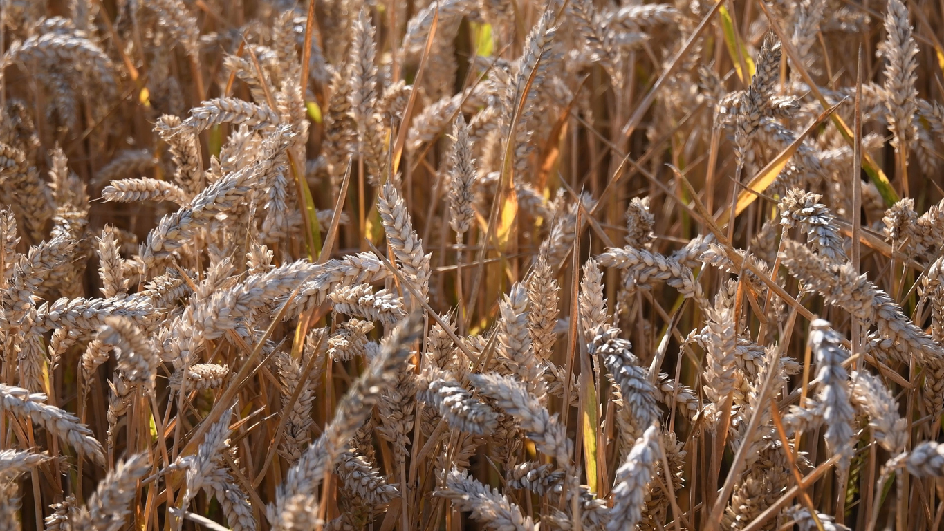 Durum Wheat Food Gardening Network