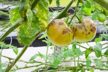 How to Stop Vegetable Blight from Ruining Tomatoes - Food Gardening Network