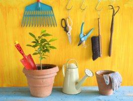 Essential Tools and Equipment for Growing and Enjoying Lemons