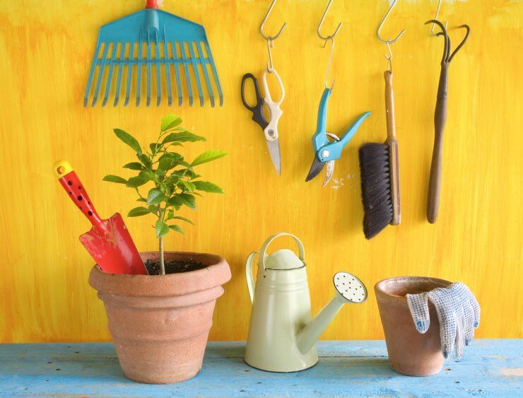 Essential tools for gardening lemons