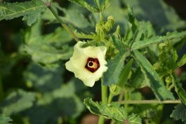 Nurturing your Okra Plants