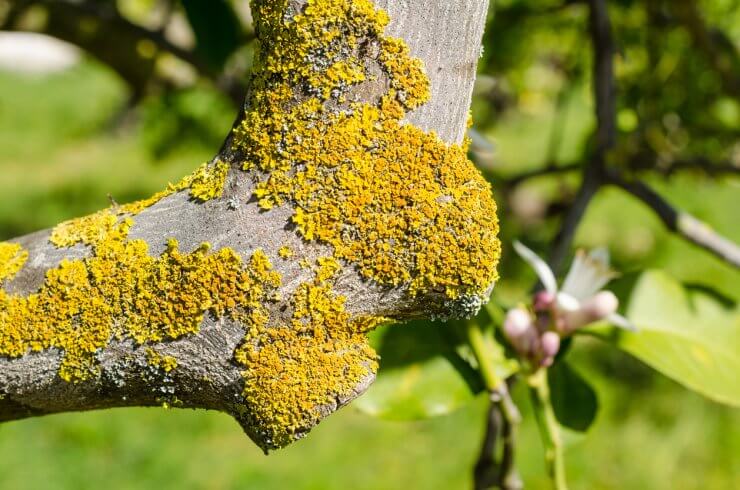 Fungal infection of lemon tree trunk