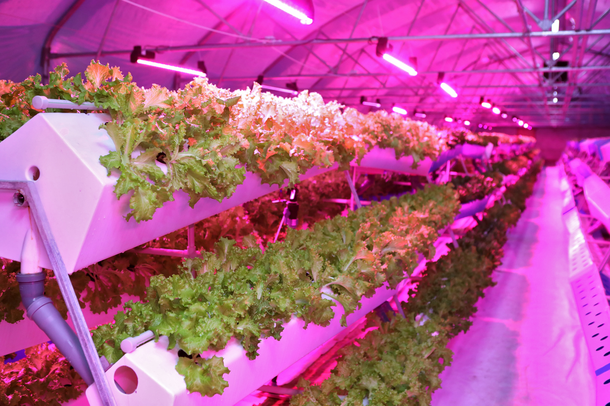 5 of the Best Plants for Aeroponic Vegetable Gardens - Food Gardening ...