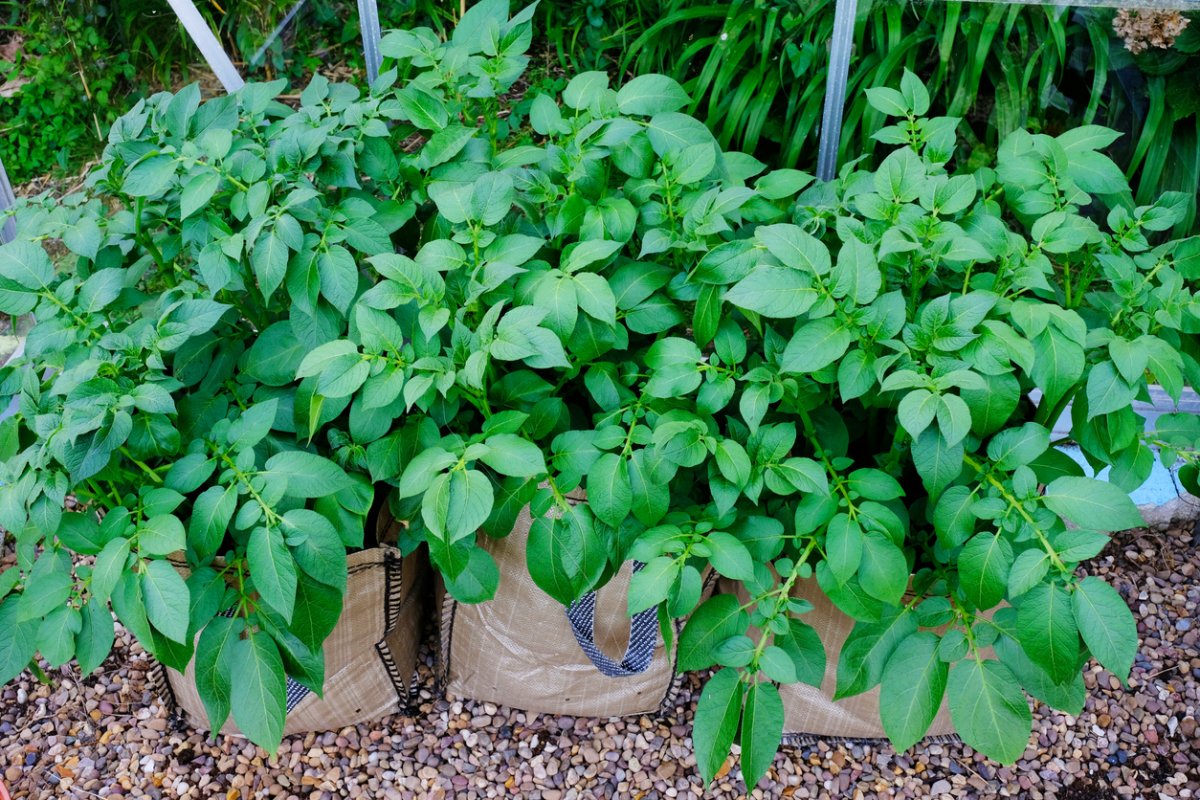 how to grow potatoes in a bag