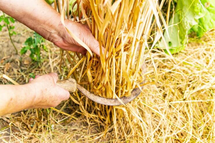 Hand harvesting wheat with a sickle