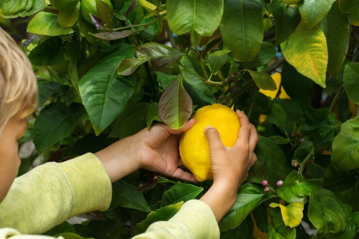 Harvesting a large lemon