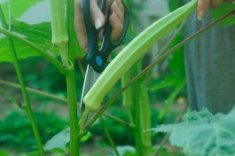 Harvesting your Okra