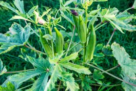 Dealing with Okra Diseases