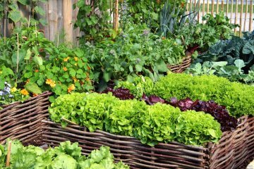 Self-Watering Garden Bed Ideas to Harvest More and Water Less