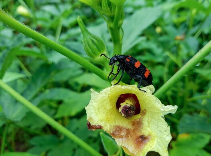 Hycleus beetle on okra flower