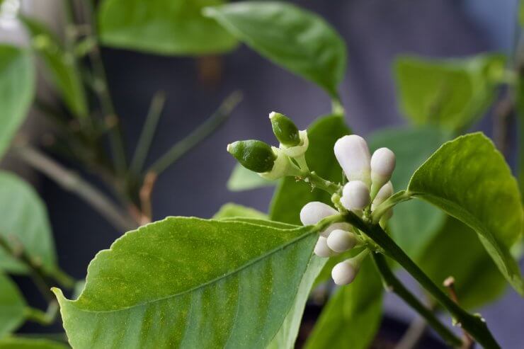 Lemon buds