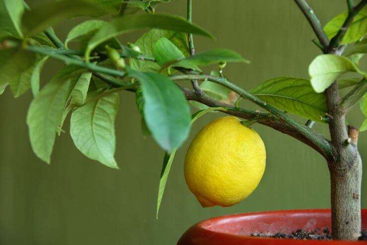 Lemon tree growing in container