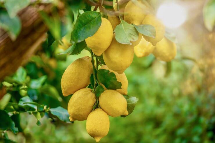 Lemon tree in full sunlight