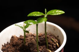 Growing Lemons from Seeds, Seedlings, or Cuttings