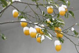 Winterizing your Lemon Trees