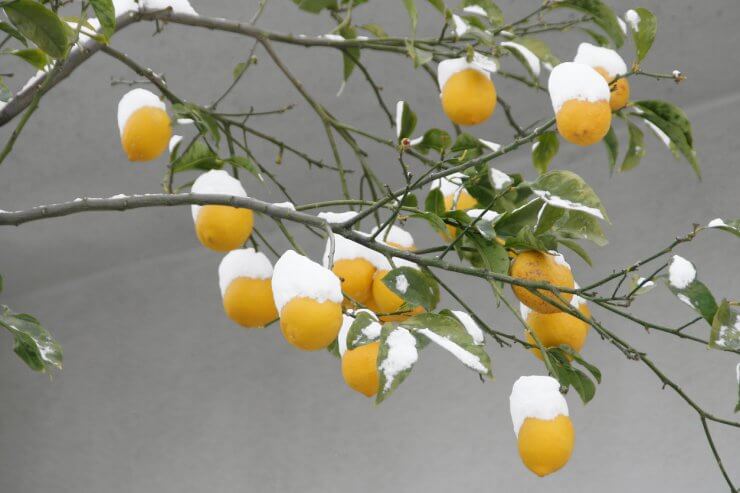 Lemon tree with snow