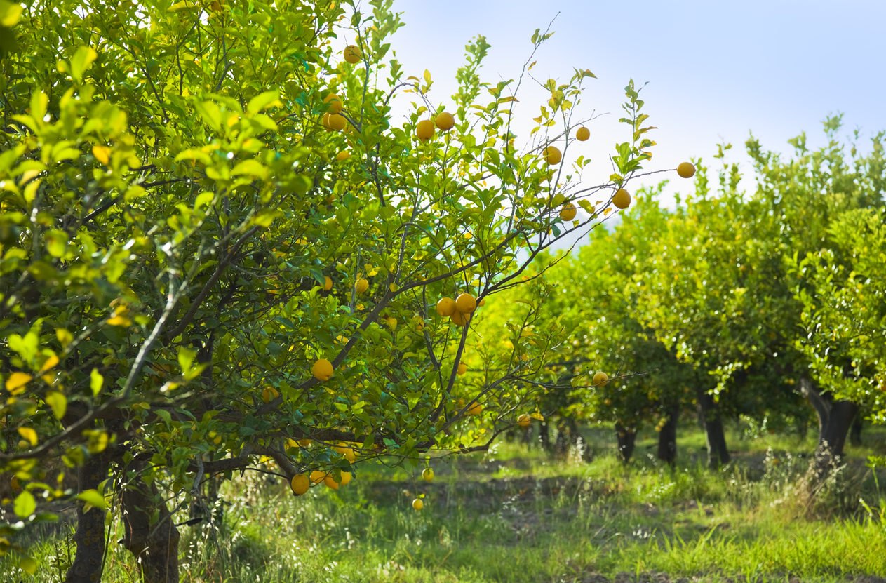 Lemon Trees In Sc