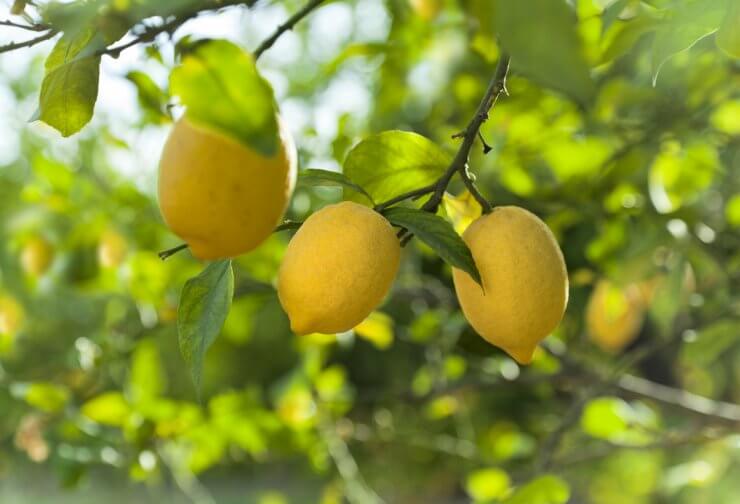 Beautiful lemons on a tree