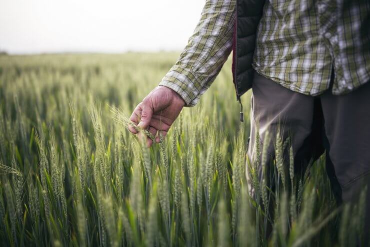 Man inspecting wheat in a wheat field