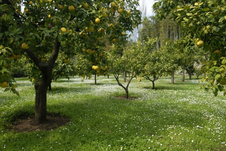 Mature lemon trees in open ground at a park