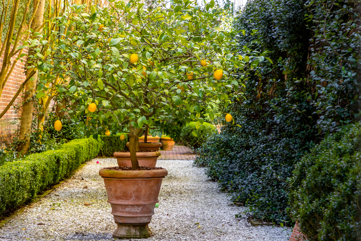 Meyer Lemon Bush - Food Gardening Network