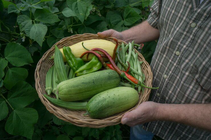 Okra in basket