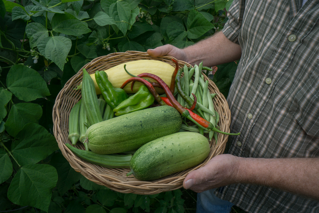 The Best Okra Companion Plants Food Gardening Network