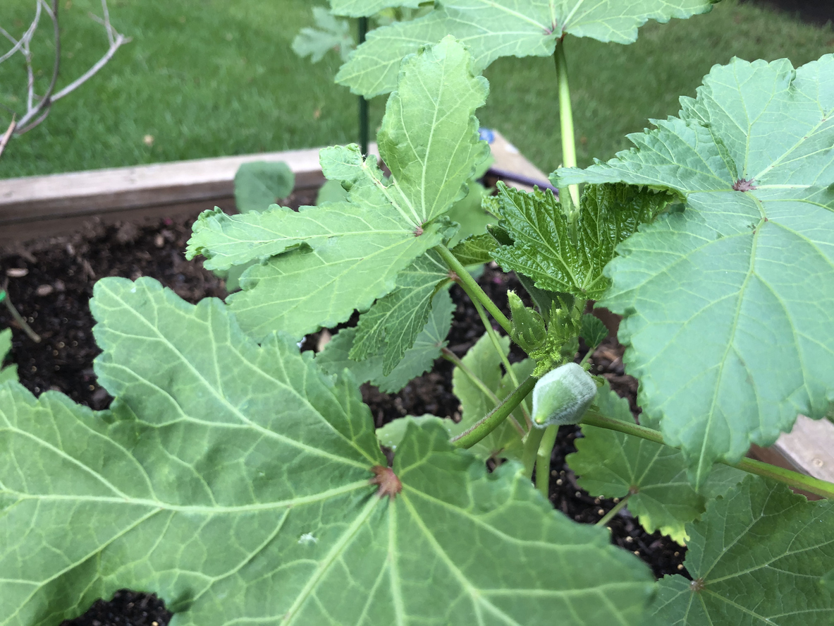 Where to Grow Okra Food Gardening Network