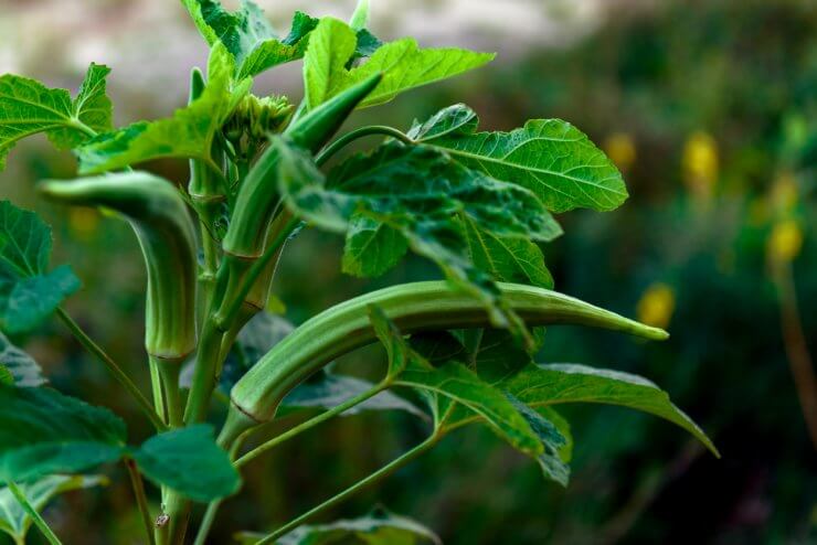 Okra Plant