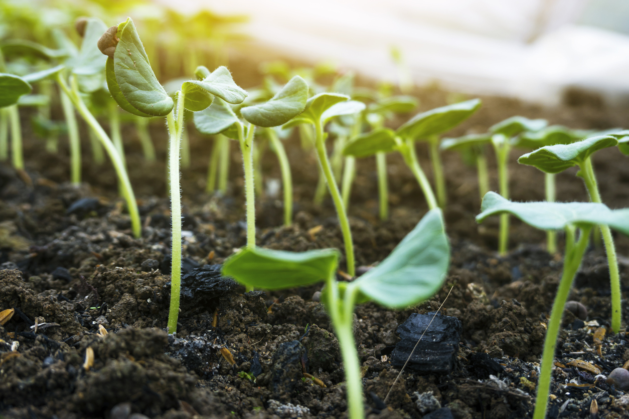 Germination Temperature For Okra at Marvin Ferreira blog