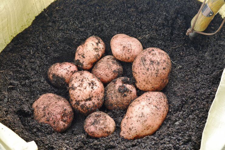 How to grow potatoes in a bag: everything you need to know