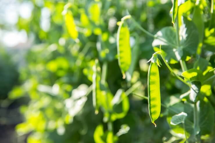 Peas on vine