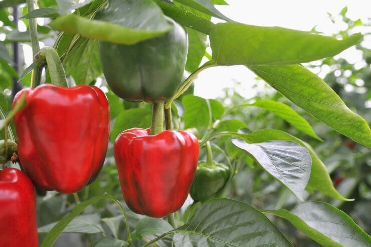 Peppers on vine