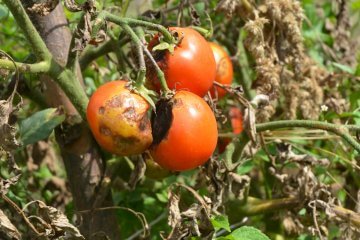 How to Stop Vegetable Blight from Ruining Tomatoes