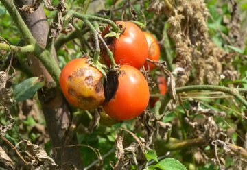 vegetable blight