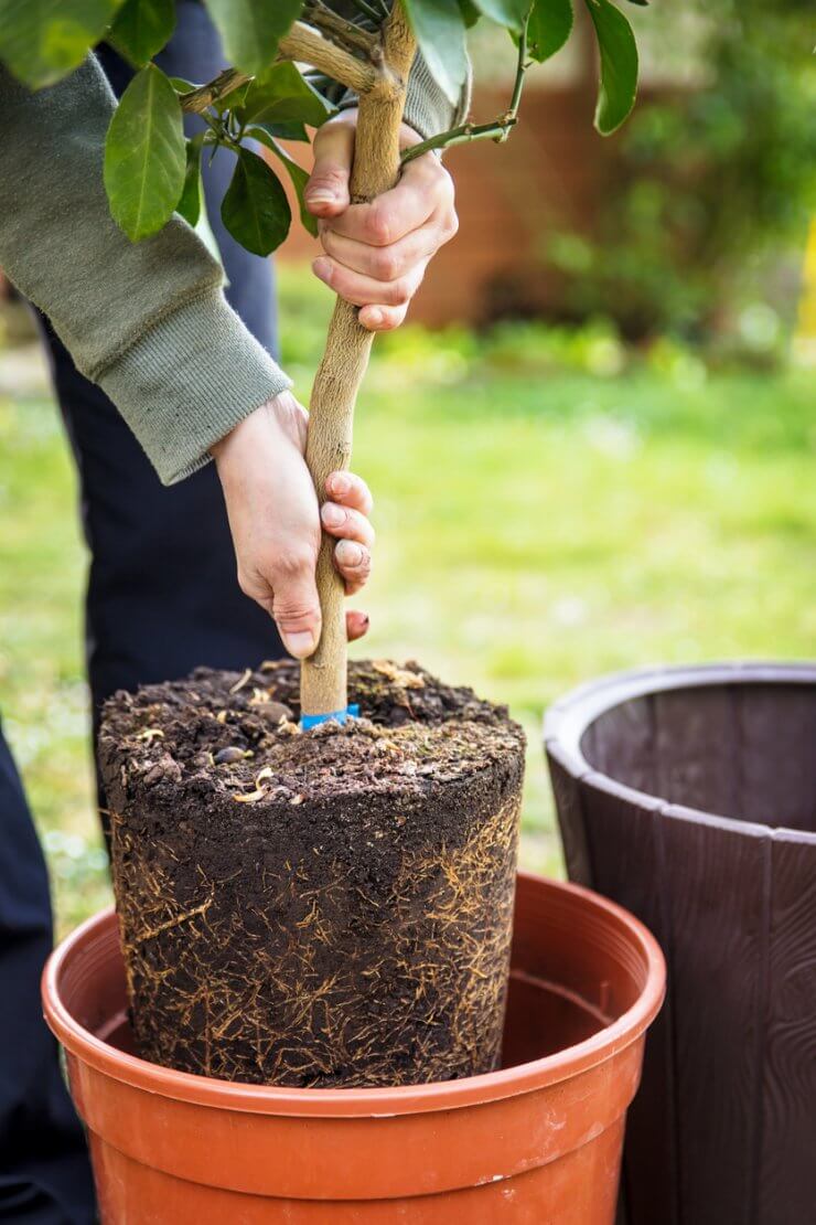 Planting a lemon tree in a container