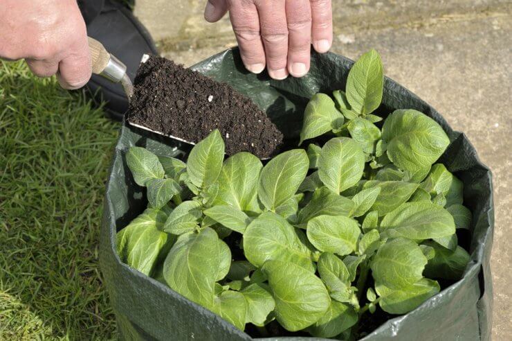 Potato grow bags 🥔 👜 An innovative approach to urban gardening