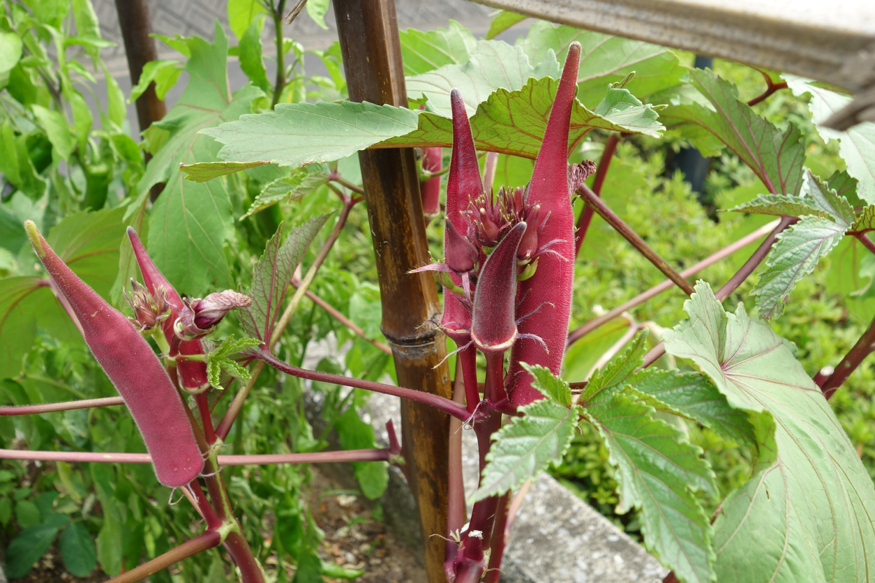 Types of Okra Food Gardening Network