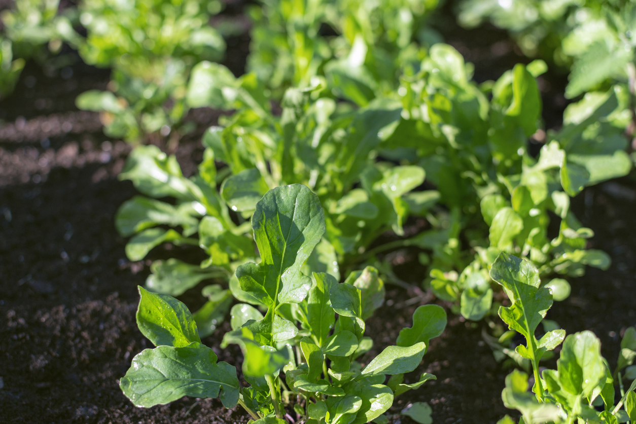 10 Drought-Resistant Vegetables for a Water Conscious Garden - Food ...