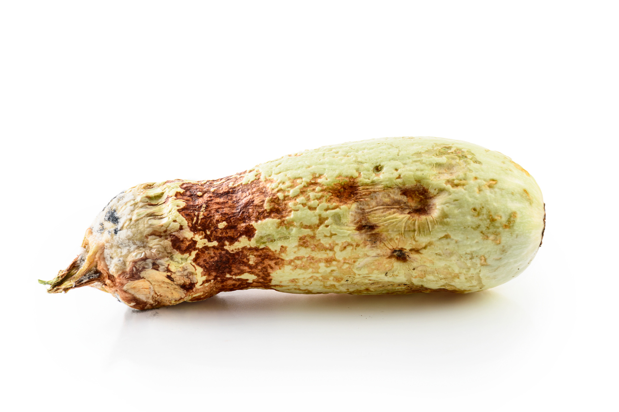 7 Tips for Storing Squash No Matter What Type Food Gardening Network