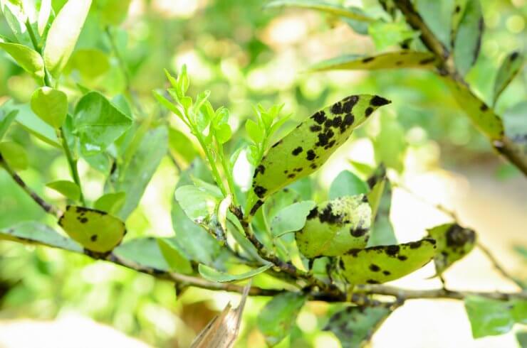 Sooty Mold Disease on lemon tree