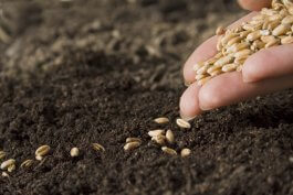 Growing Wheat from Seeds