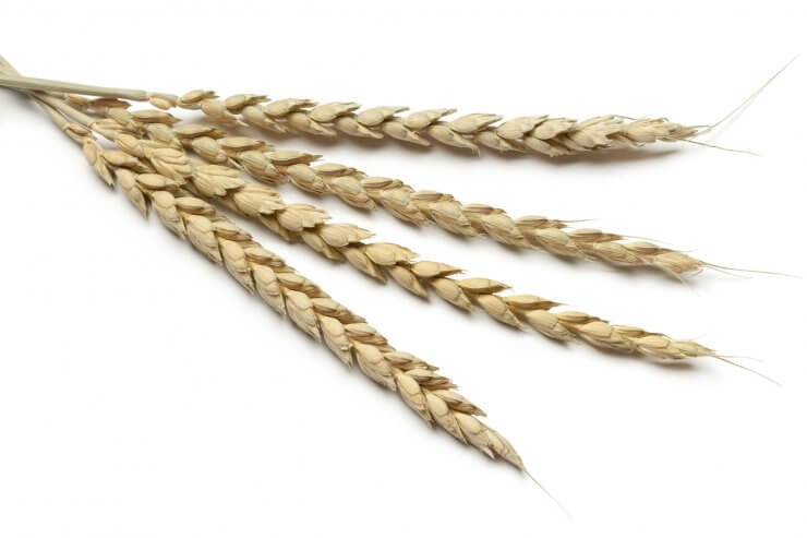 Spelt Wheat