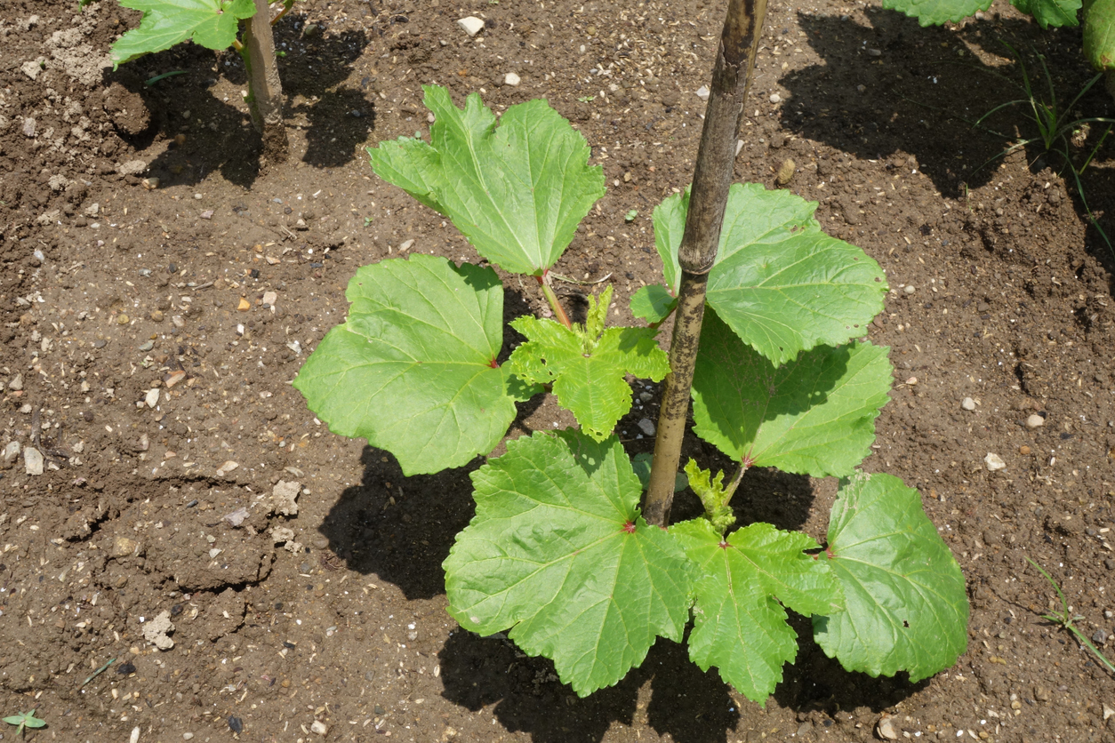 Planting Okra in the Ground Food Gardening Network